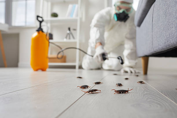 Commercial Kitchen Cockroach Control in Willits